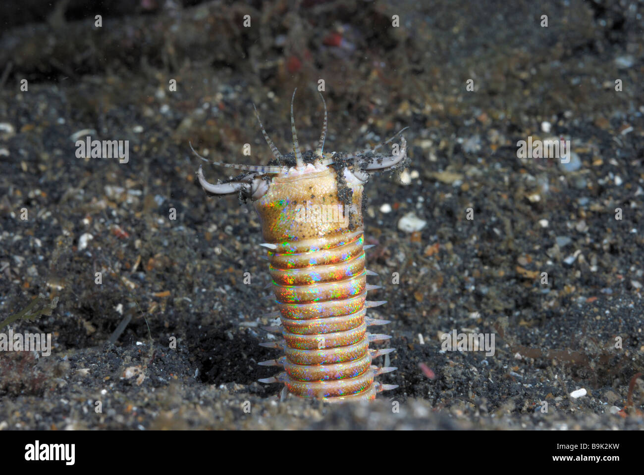 Bobbit worm Eunice aphroditois Lembeh Strait Celebes Sea North Sulawesi Indonesia  Stock Photo