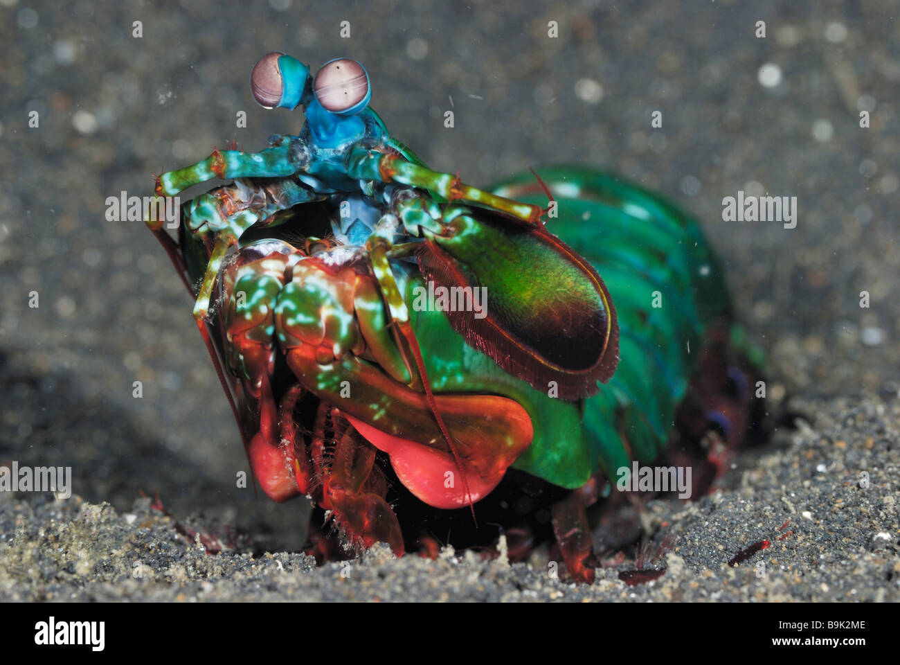 Peacock mantis shrimp Odontodactlus scyllarus Lembeh Strait Celebes Sea North Sulawesi Indonesia  Stock Photo