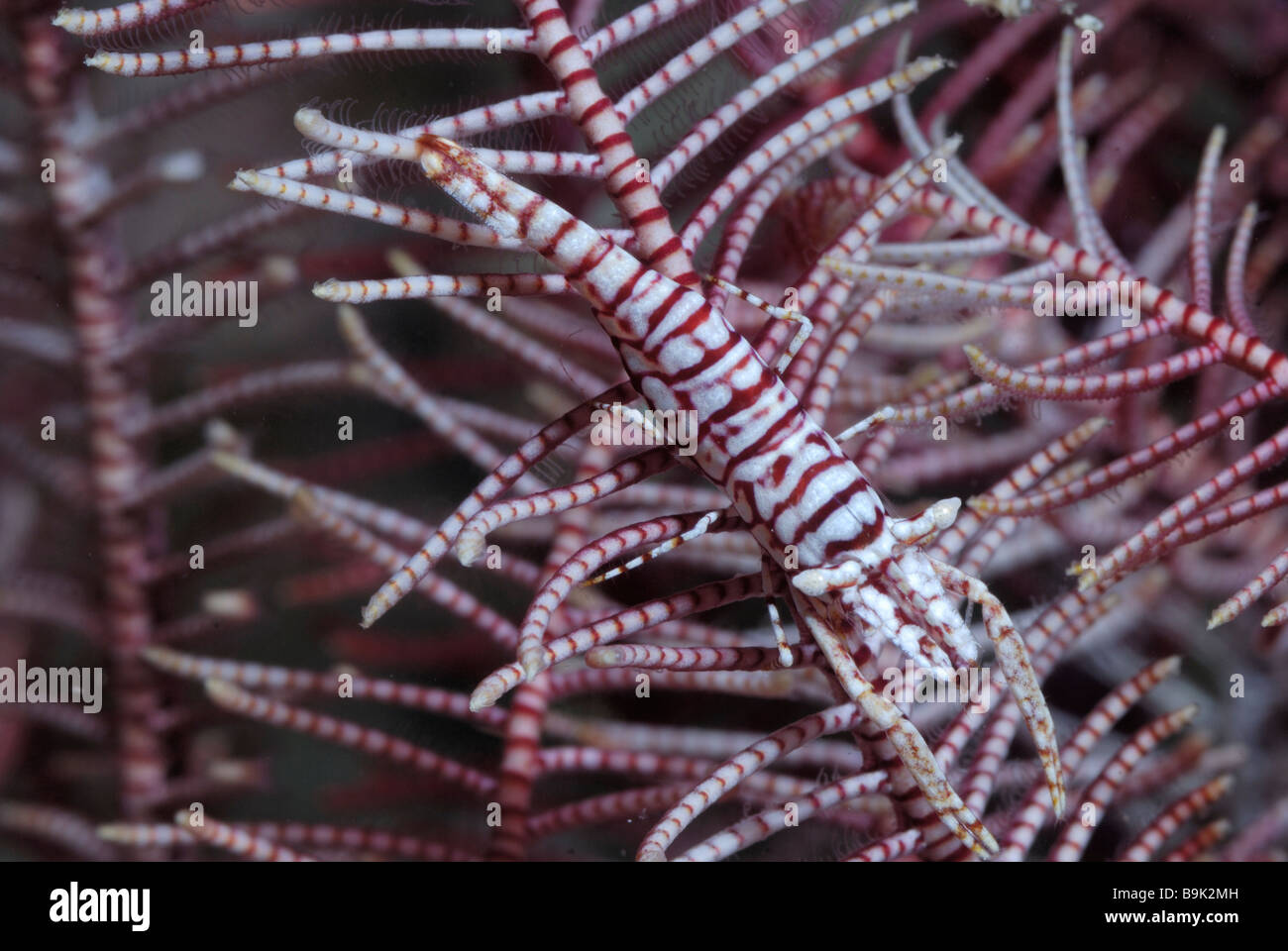 Crinoid shrimp Periclimenes amboinensis Lembeh Strait Celebes Sea North Sulawesi Indonesia Stock Photo