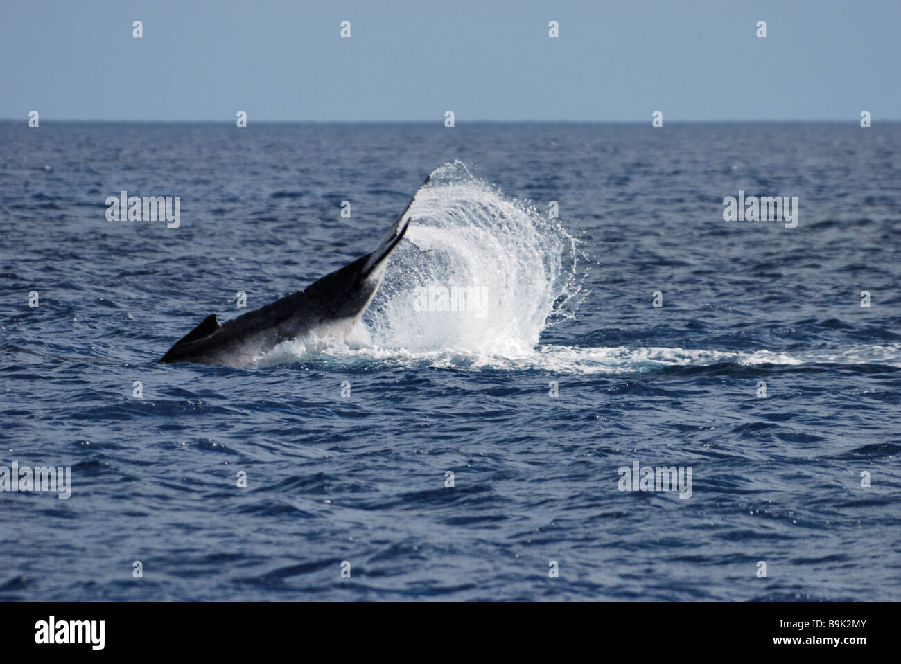 Humpback whale calf Megaptera novaeangliae tail slapping Ha apai Group Tonga Stock Photo