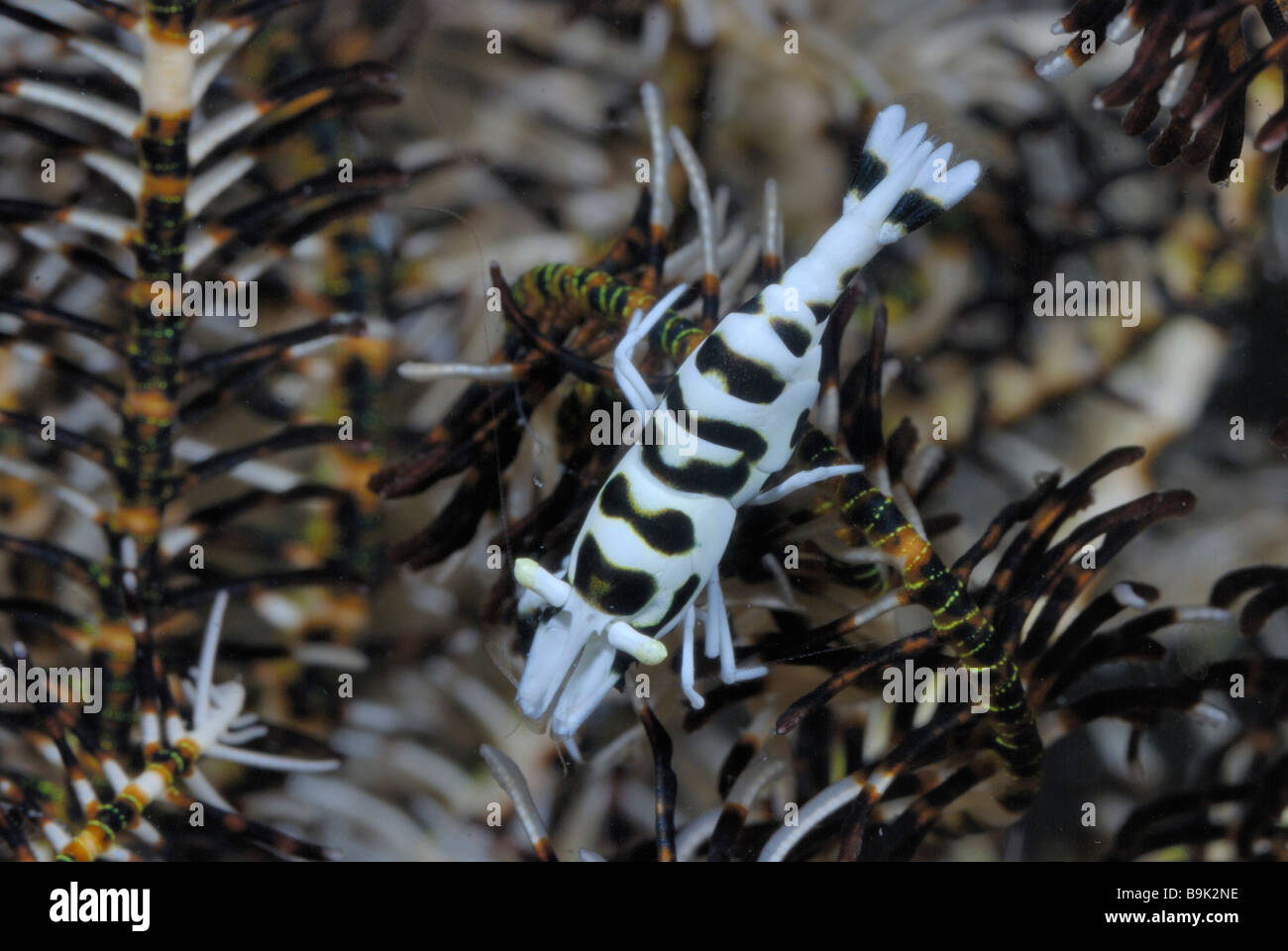Crinoid shrimp Periclimenes cf ceratophthalmus Lembeh Strait Celebes Sea North Sulawesi Indonesia Stock Photo