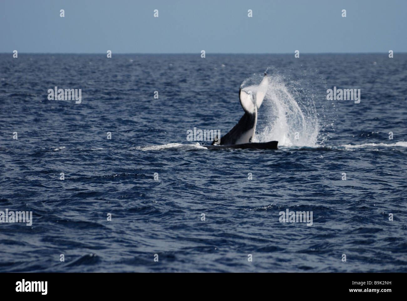 Humpback whale calf Megaptera novaeangliae tail slapping next to mother Ha apai Group Tonga Stock Photo