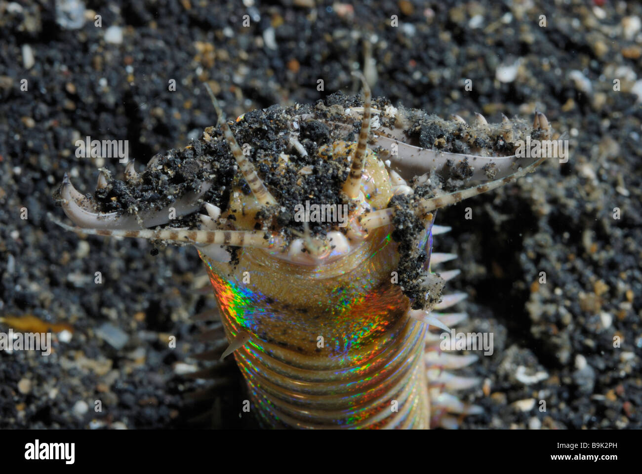 Bobbit worm Eunice aphroditois Lembeh Strait Celebes Sea North Sulawesi Indonesia  Stock Photo