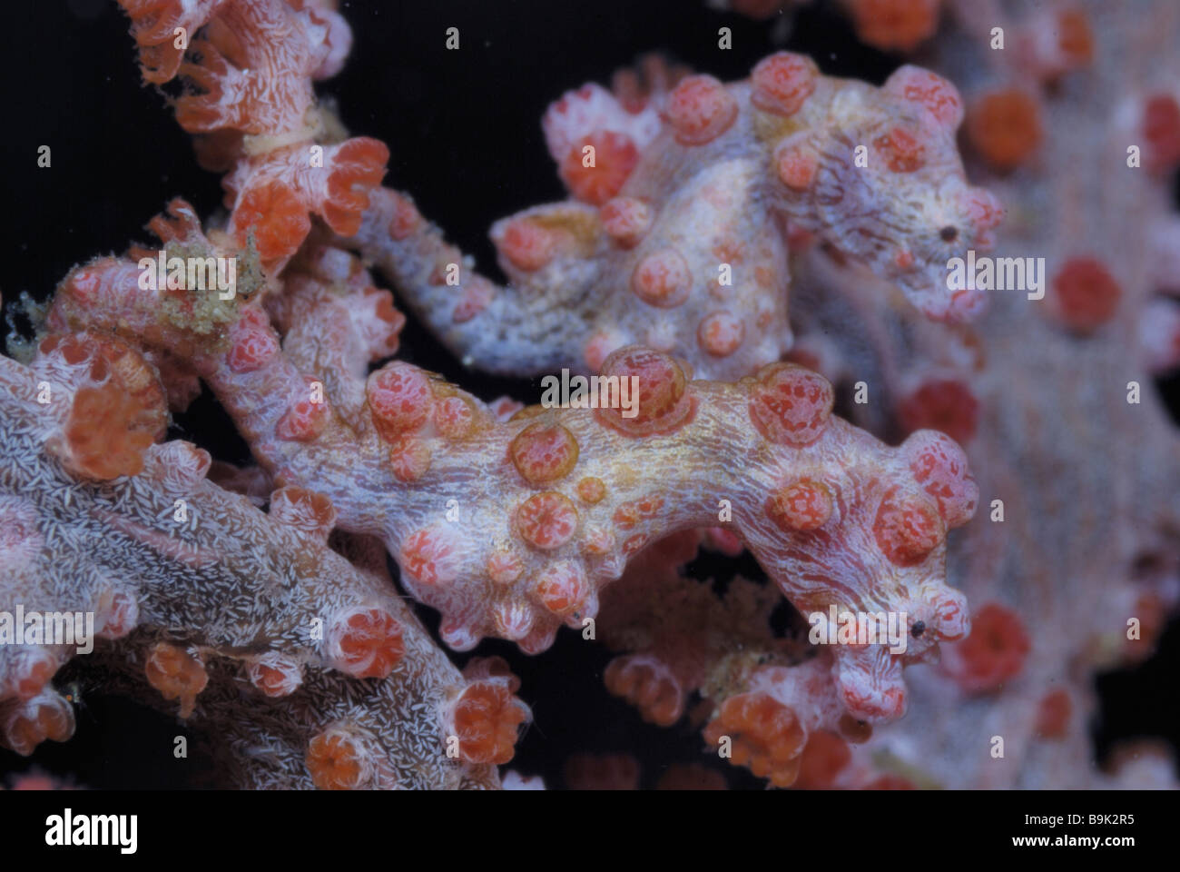 Two Bargibanti pygmy seahorses Hippocampus bargibanti Lembeh Strait Celebes Sea North Sulawesi Indonesia Stock Photo