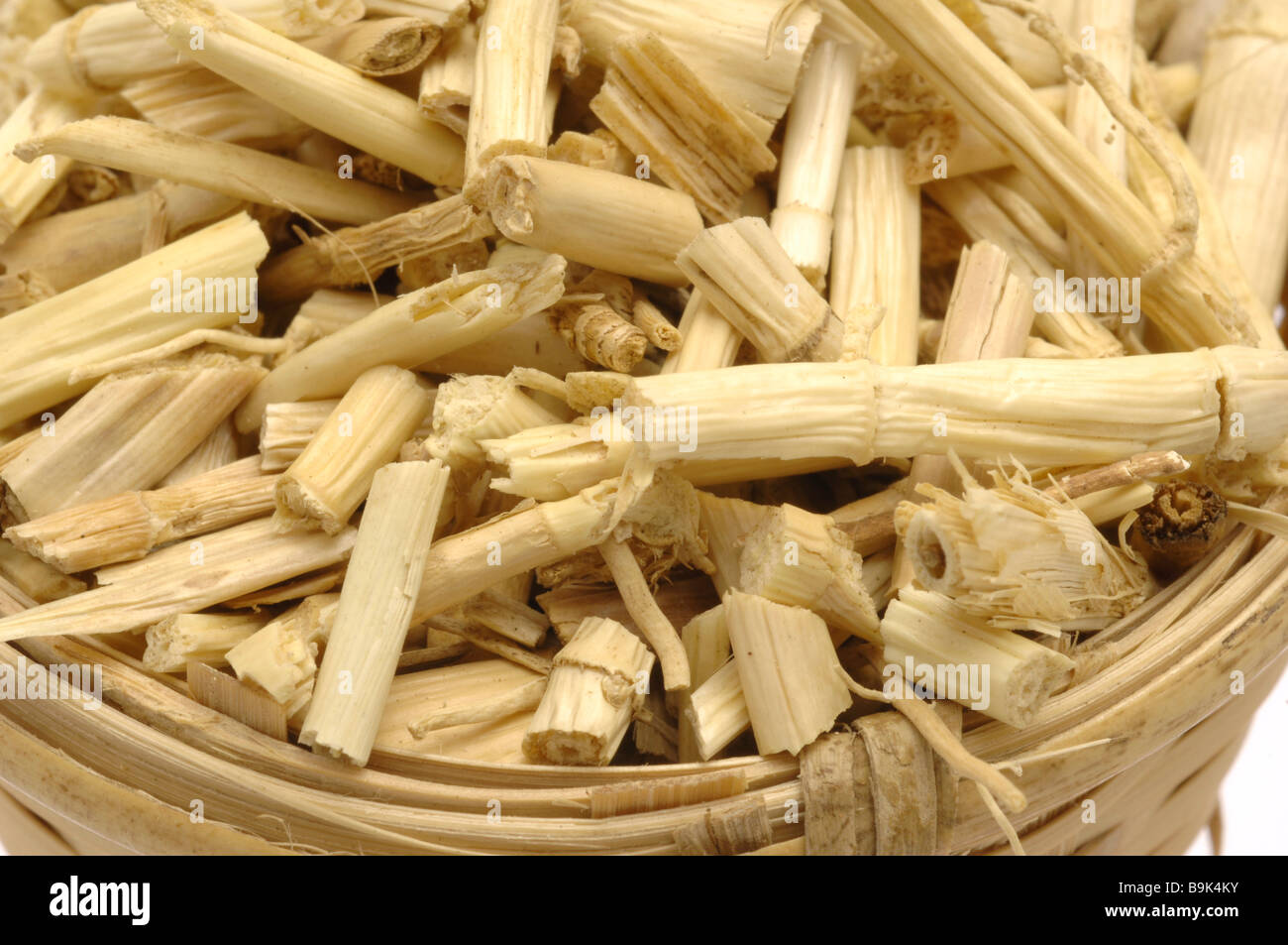 Dried roots of the medicinal plant Alang Alang Alang Alang Gras Cogan ...
