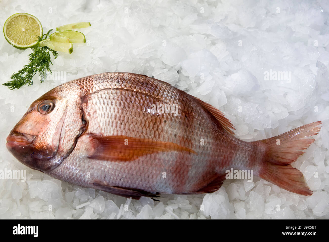 snapper on ice Stock Photo
