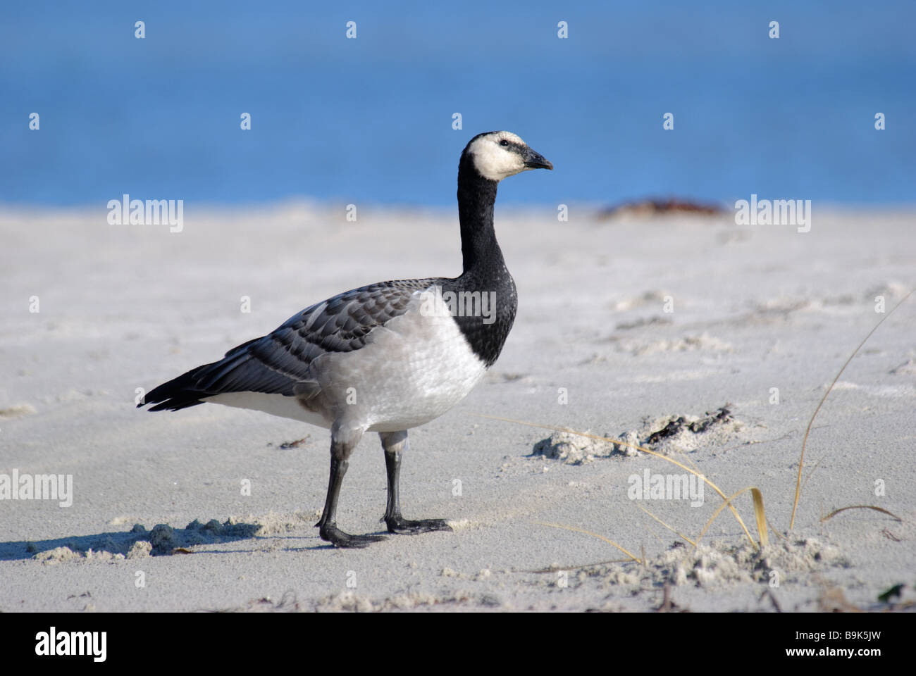 Barnacle Goose Branta leucopsis walking on a beach of Riga Gulf Stock Photo