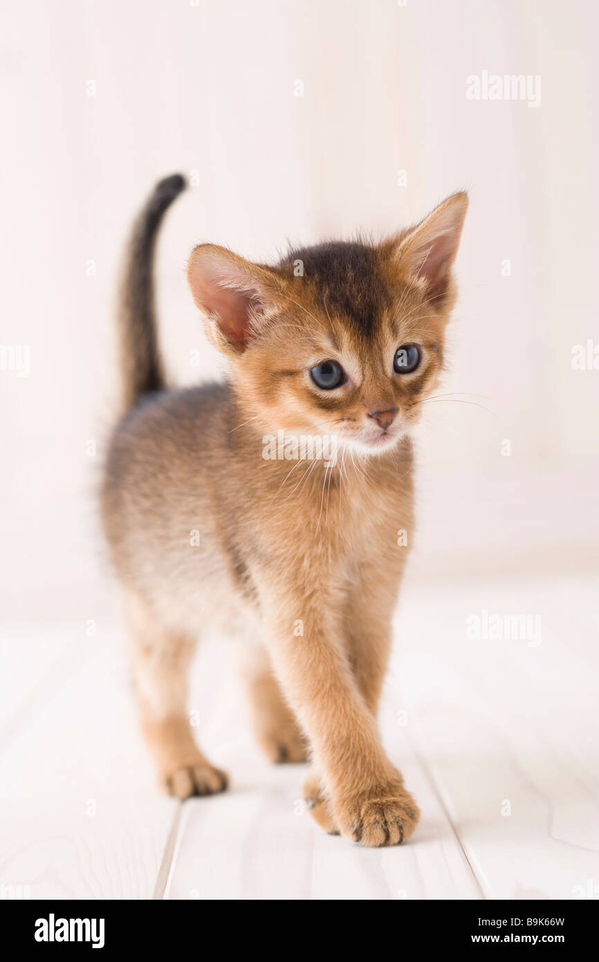 Abyssinian hi-res stock photography and images - Alamy