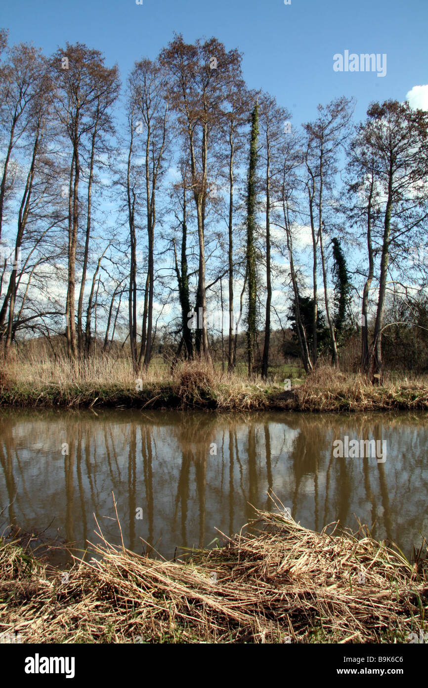 Tall Trees reflecting in a canal Stock Photo - Alamy