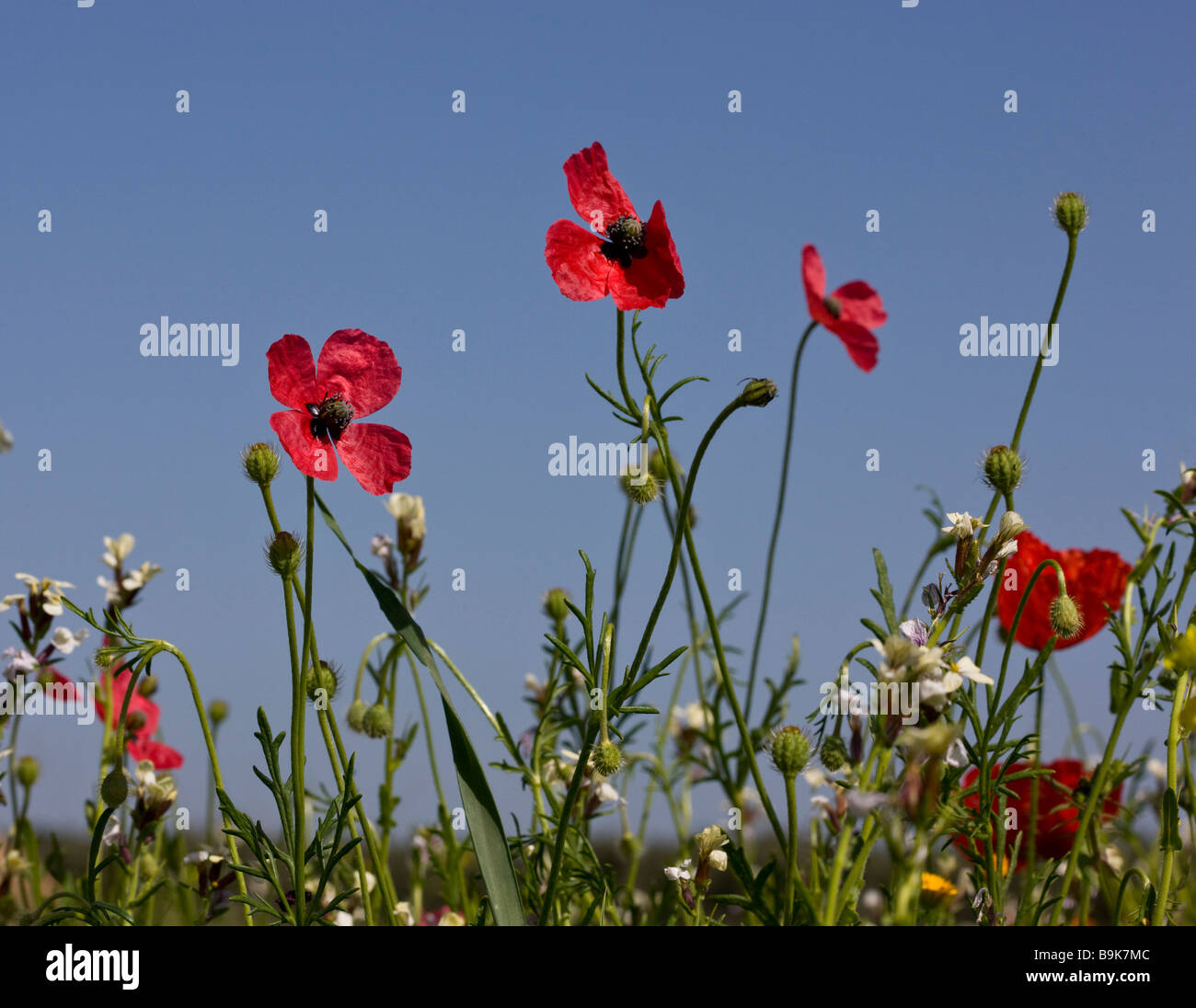 Rough Poppy Papaver hybridum flowers and fruit Uncommon cornfield weed ...