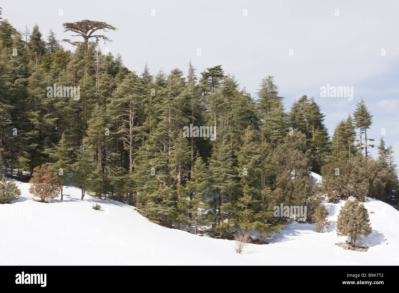 Atlas Cedar forest Cedrus atlantica in the Middle Atlas Mountains Morocco Stock Photo