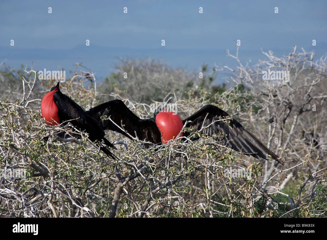 Magnificent Frigatebird Fregata magnificens Galapagos Islands Stock Photo