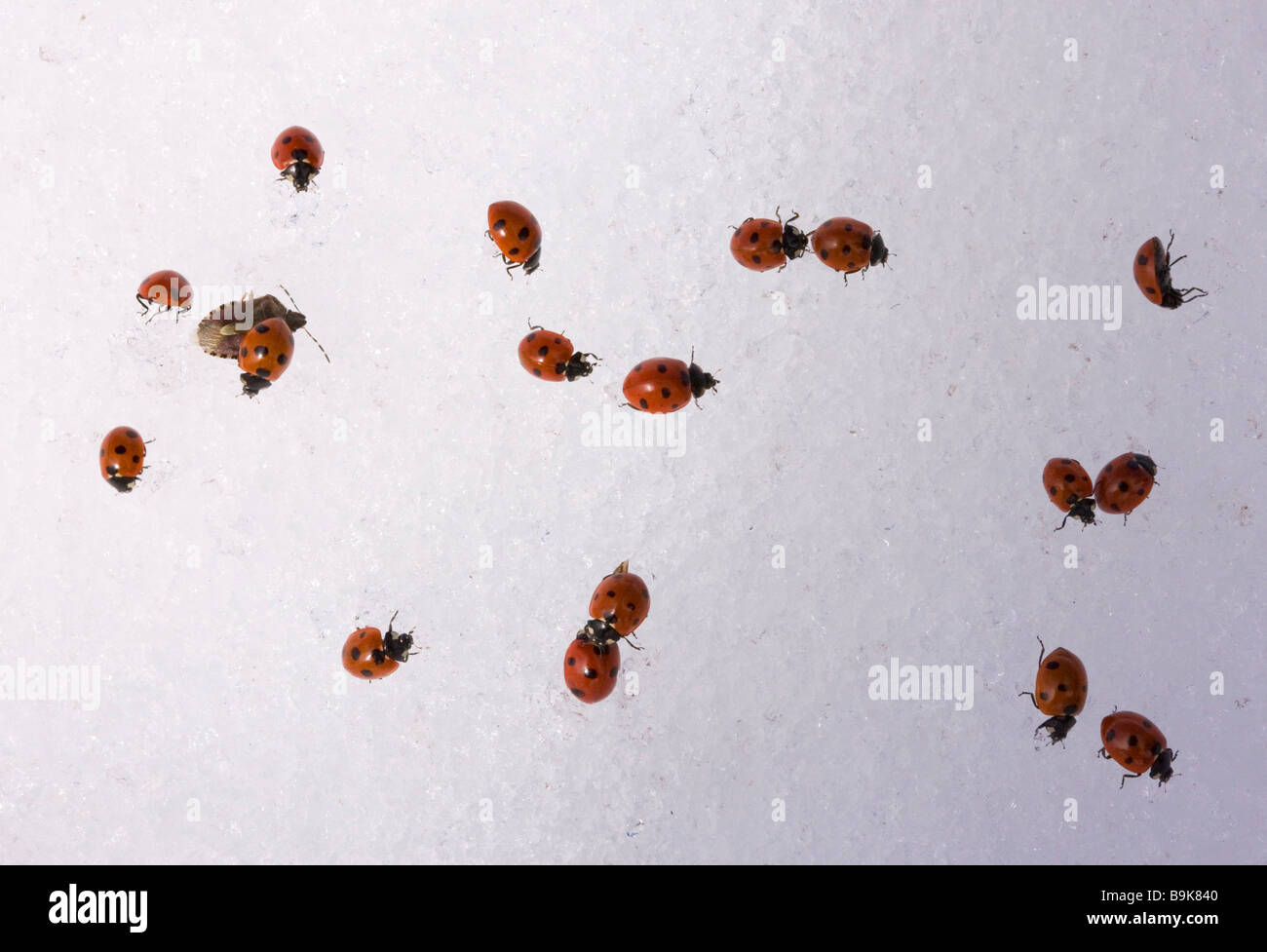 7-spot ladybirds Coccinella septempunctata gathered en masse in the snow at 2000 metres in the Middle Atlas Mountains Morocco Stock Photo