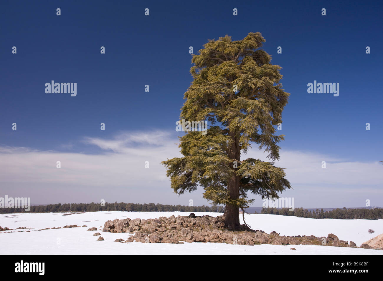 Atlas Cedar tree Cedrus atlantica in winter in the Middle Atlas Mountains Morocco Stock Photo