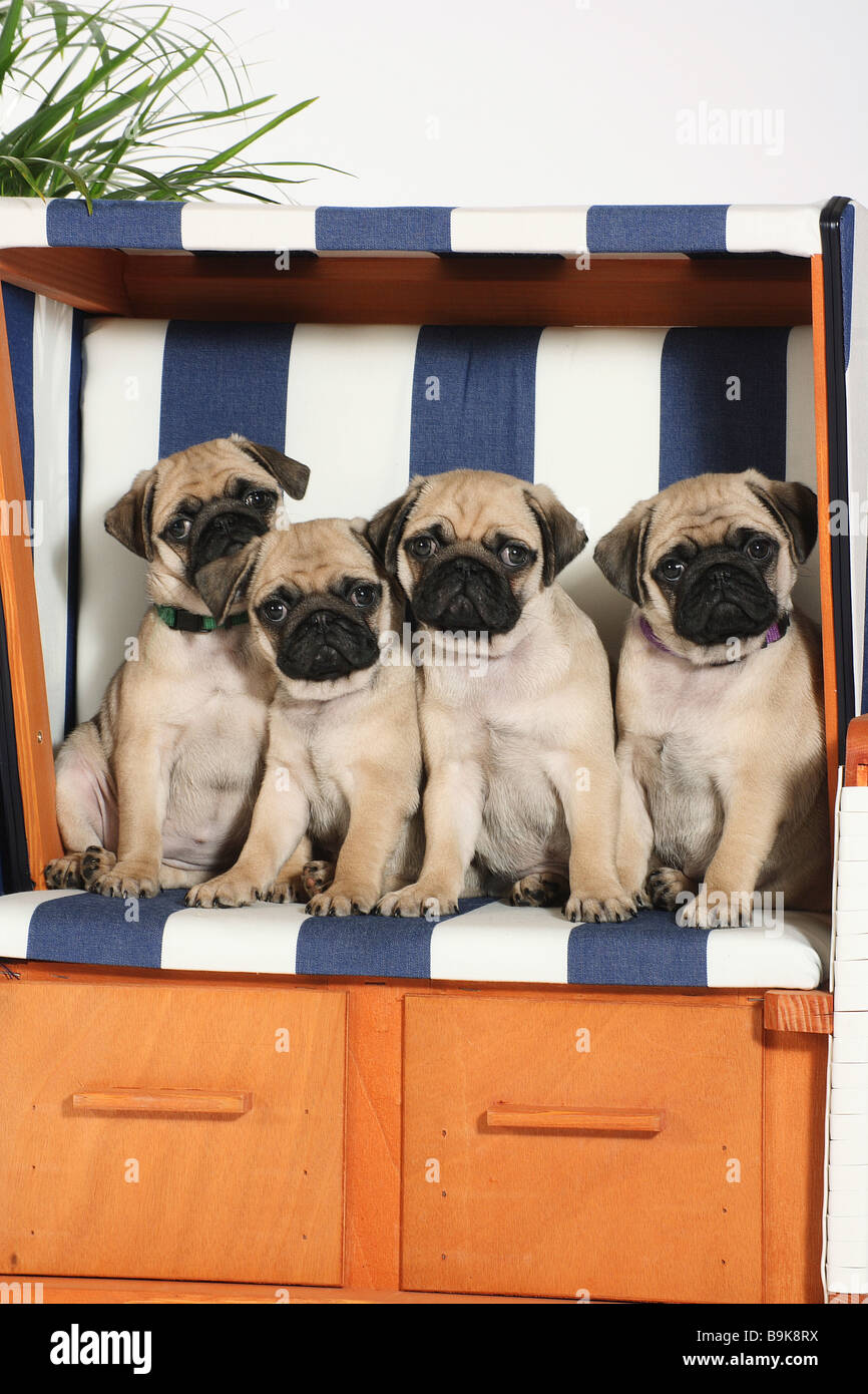 Pug Dog Four Puppies Sitting In Roofed Wicker Beach Chair Stock