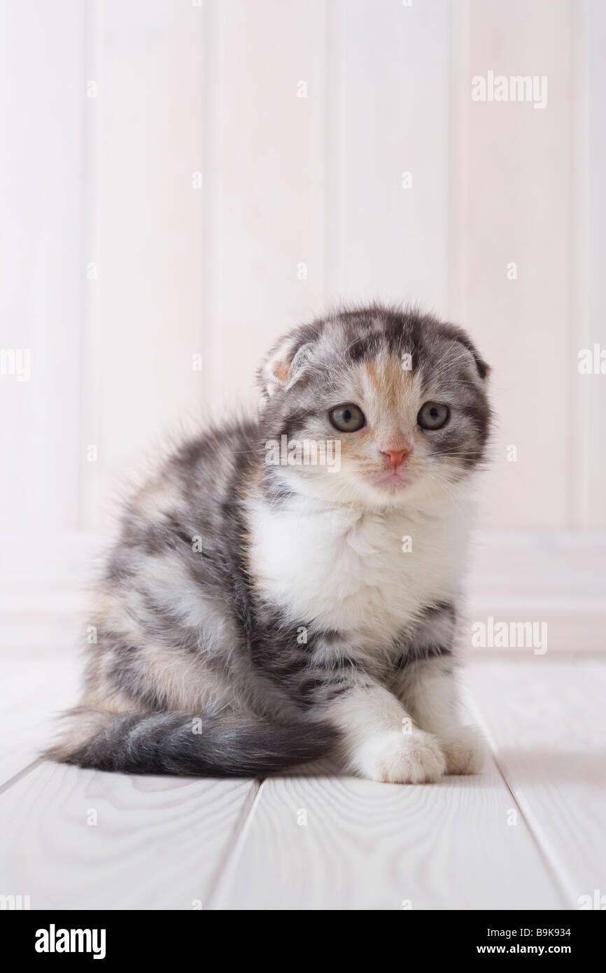 Scottish fold sitting Stock Photo