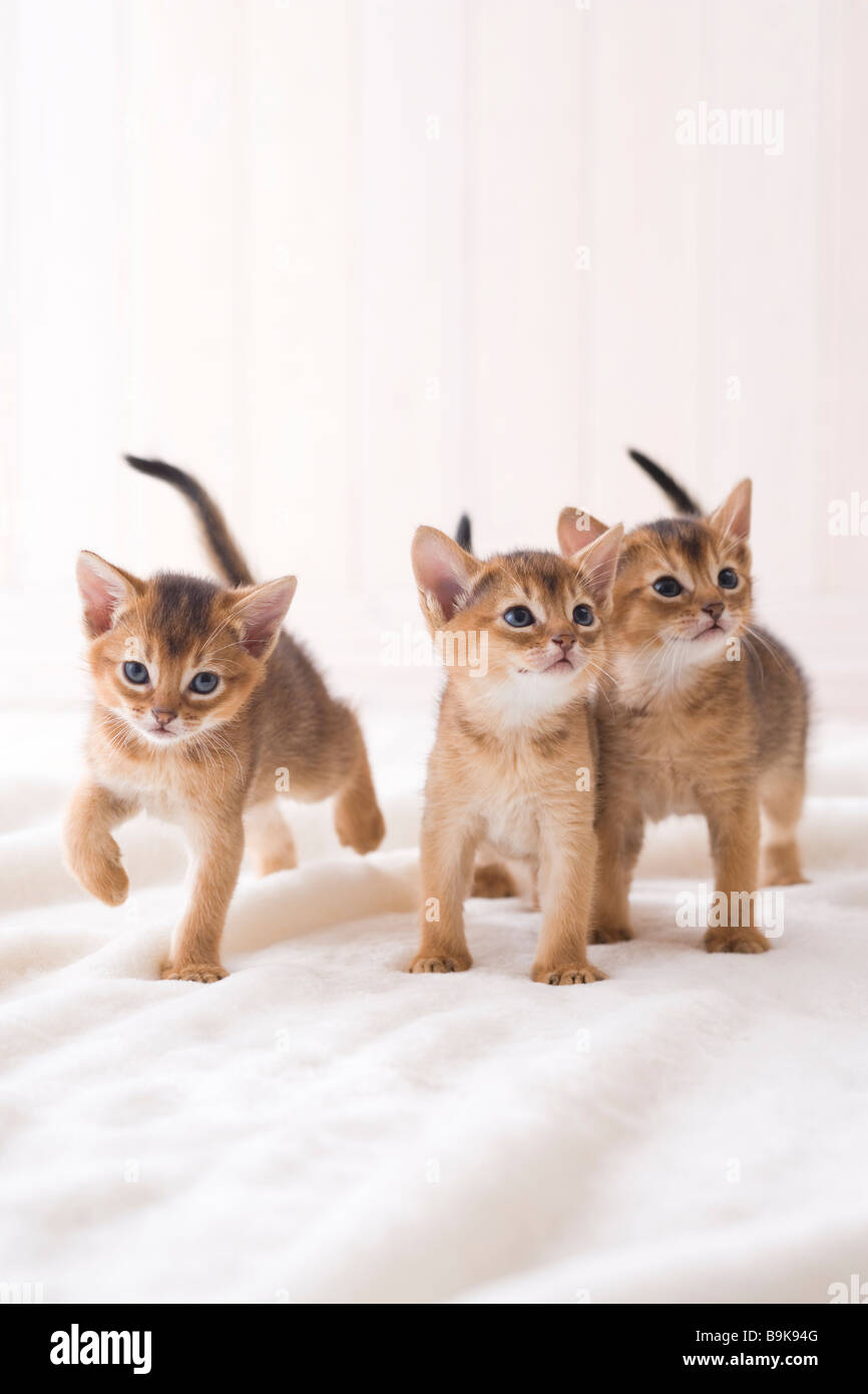 Three Abyssinian standing Stock Photo - Alamy