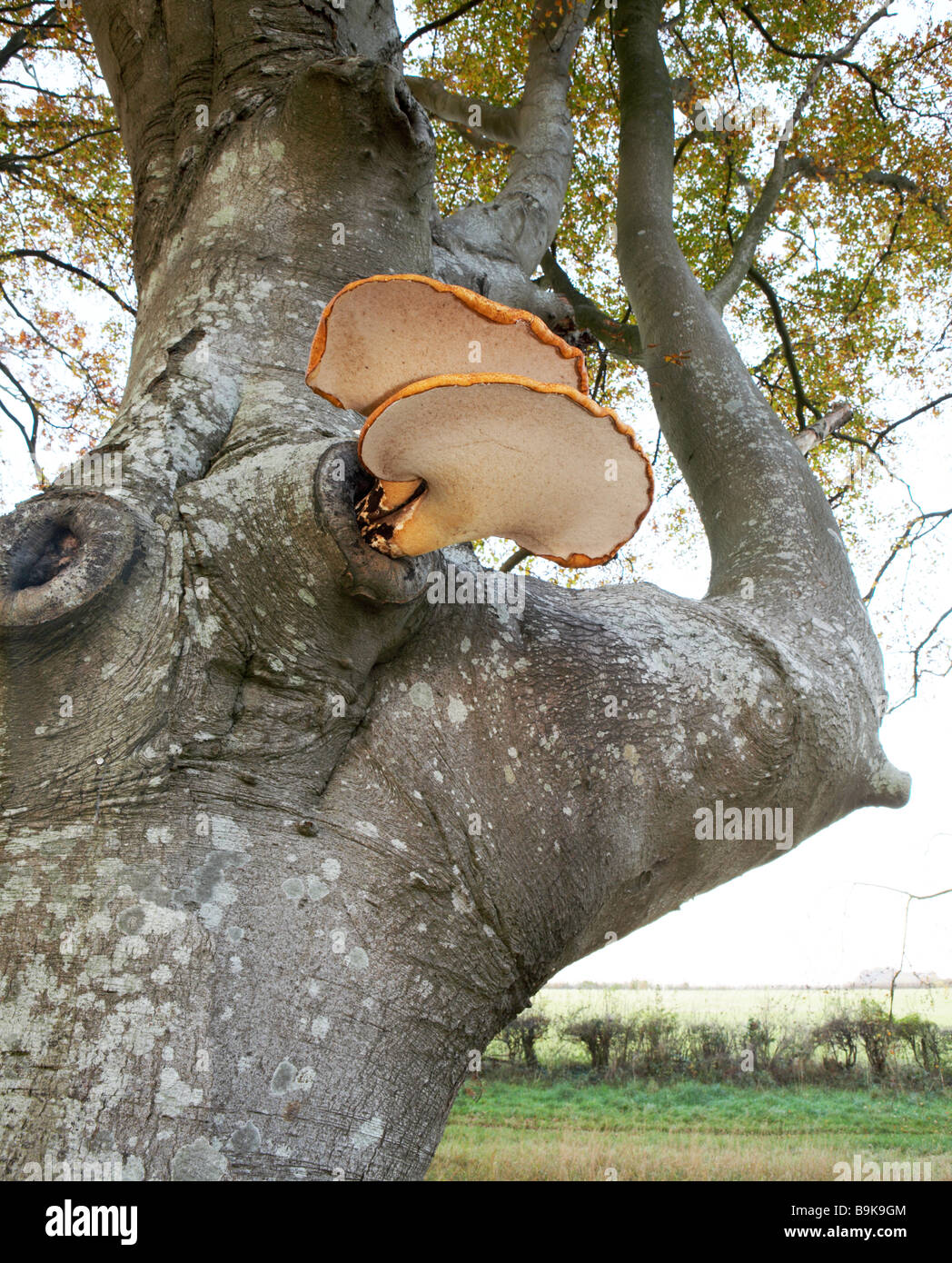 Bracket Fungi in Dorset, England, UK Stock Photo