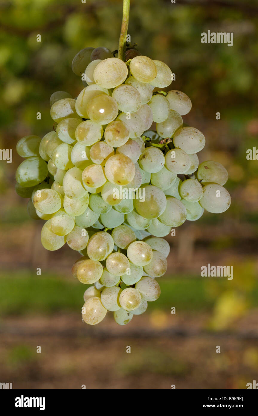 Grape Vine Vitis vinifera variety Theresa vine with grape Stock Photo