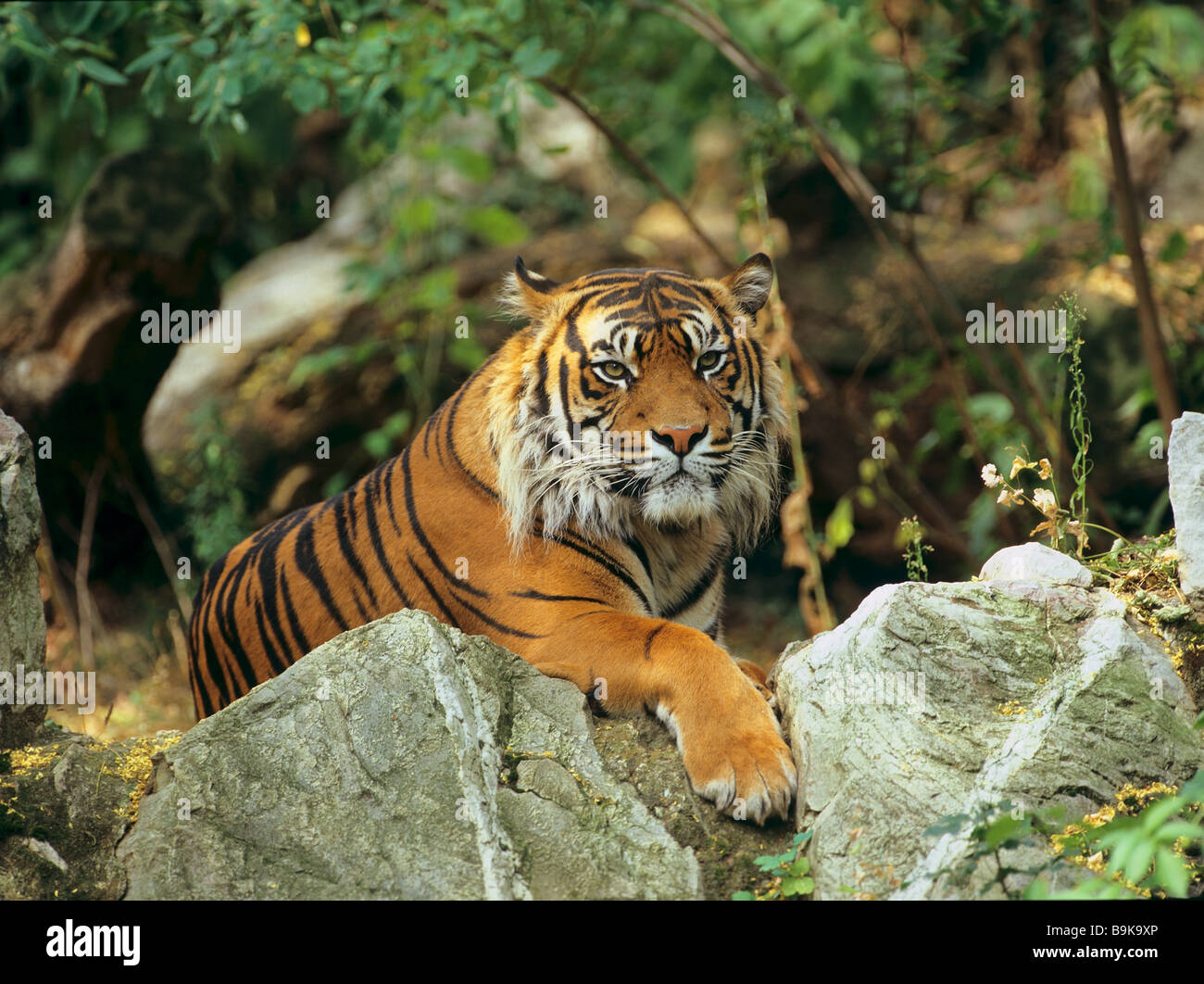 Sumatran tiger - standing / Panthera tigris sumatrae Stock Photo