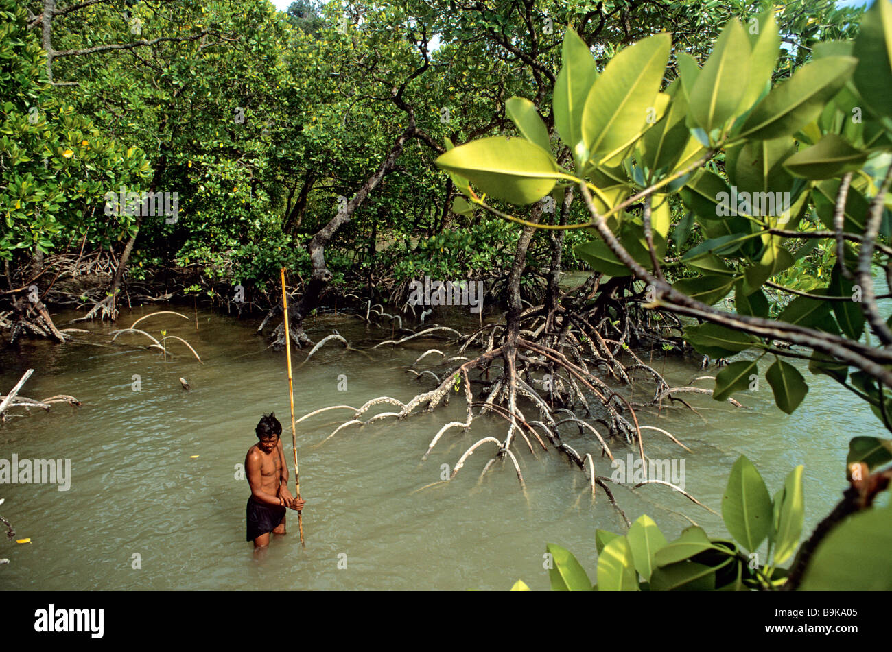 Thailand, northern coast, Ko Surin Archipelago, Etat fishing small sharks in the mangroves ' dark waters Stock Photo