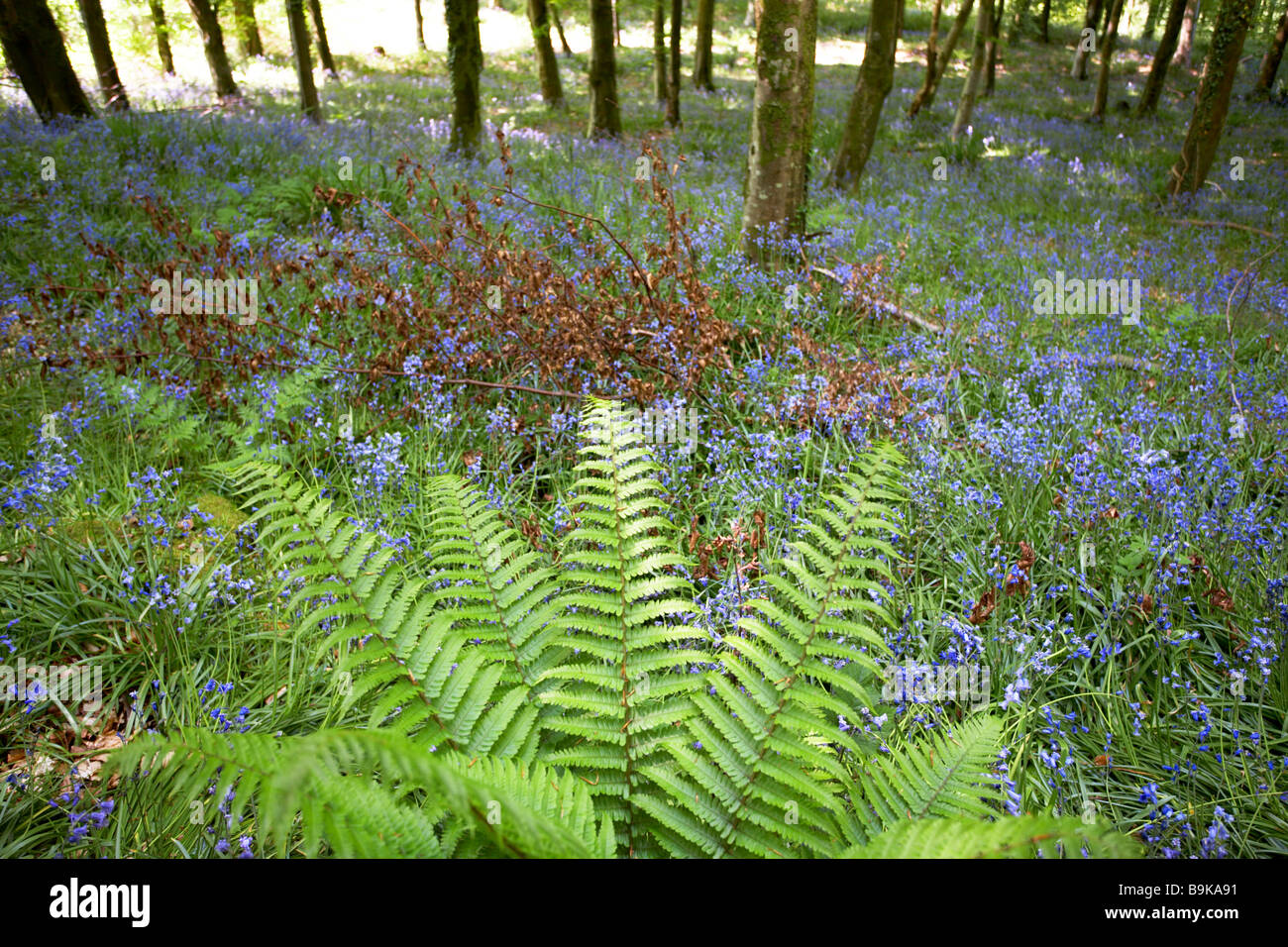 Ferns in spring Stock Photo Alamy