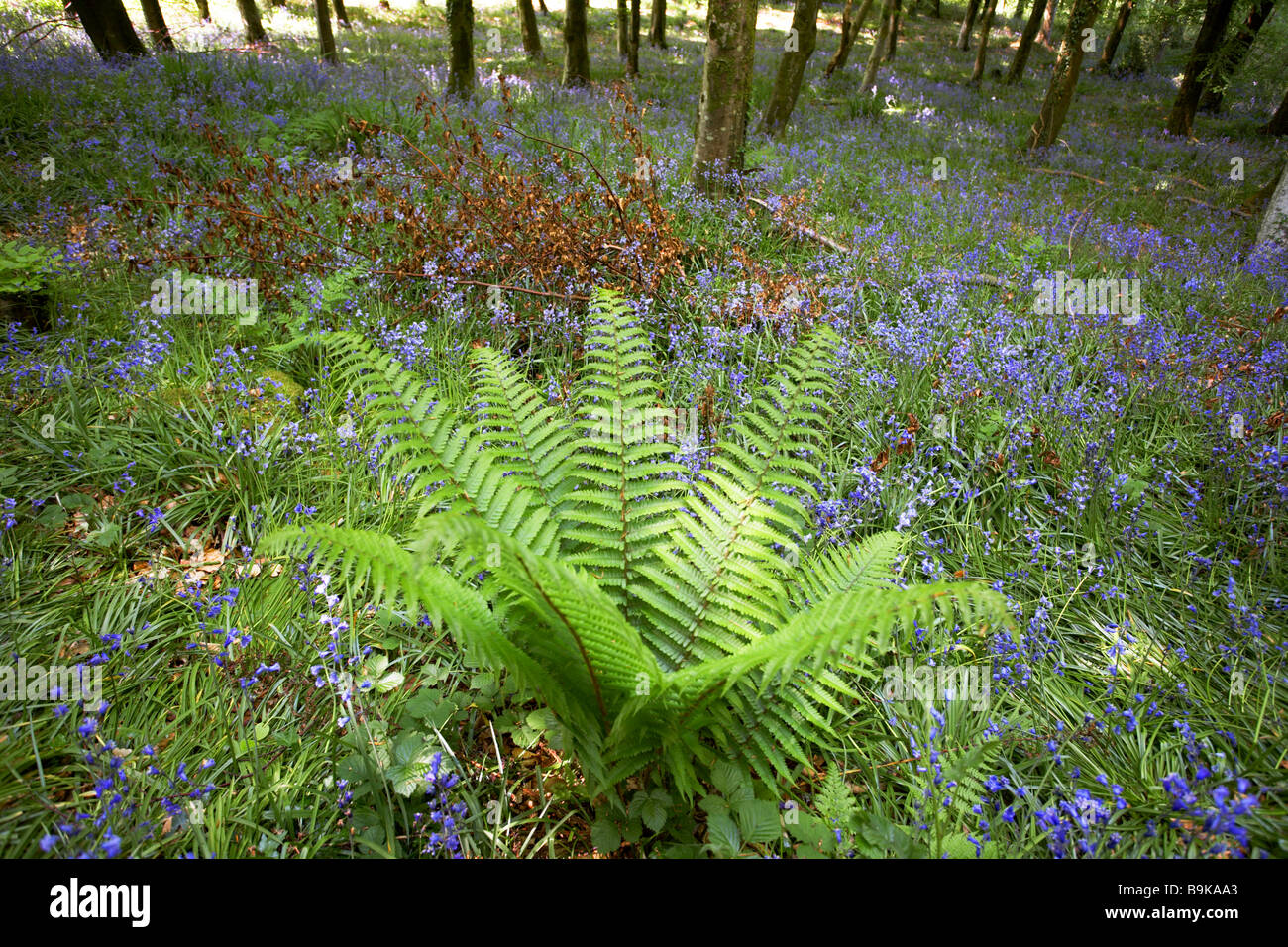 Ferns in spring Stock Photo