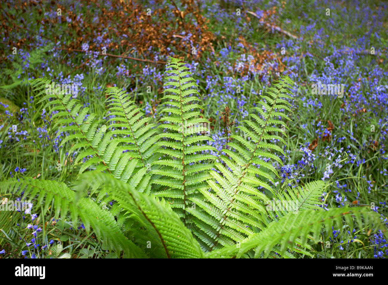 Ferns in spring Stock Photo