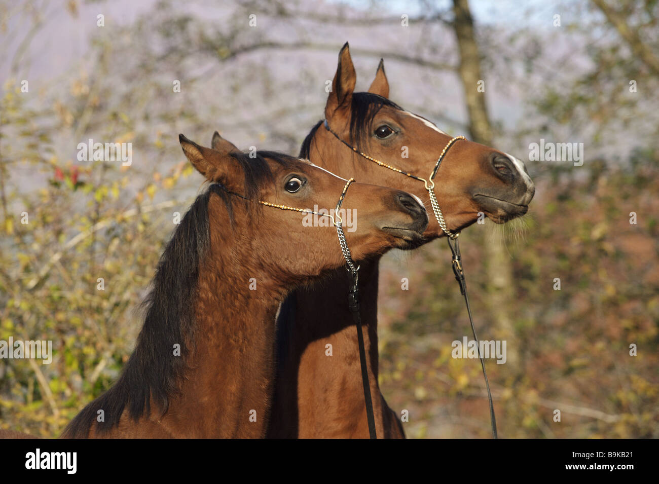 Arabian horses hi-res stock photography and images - Alamy