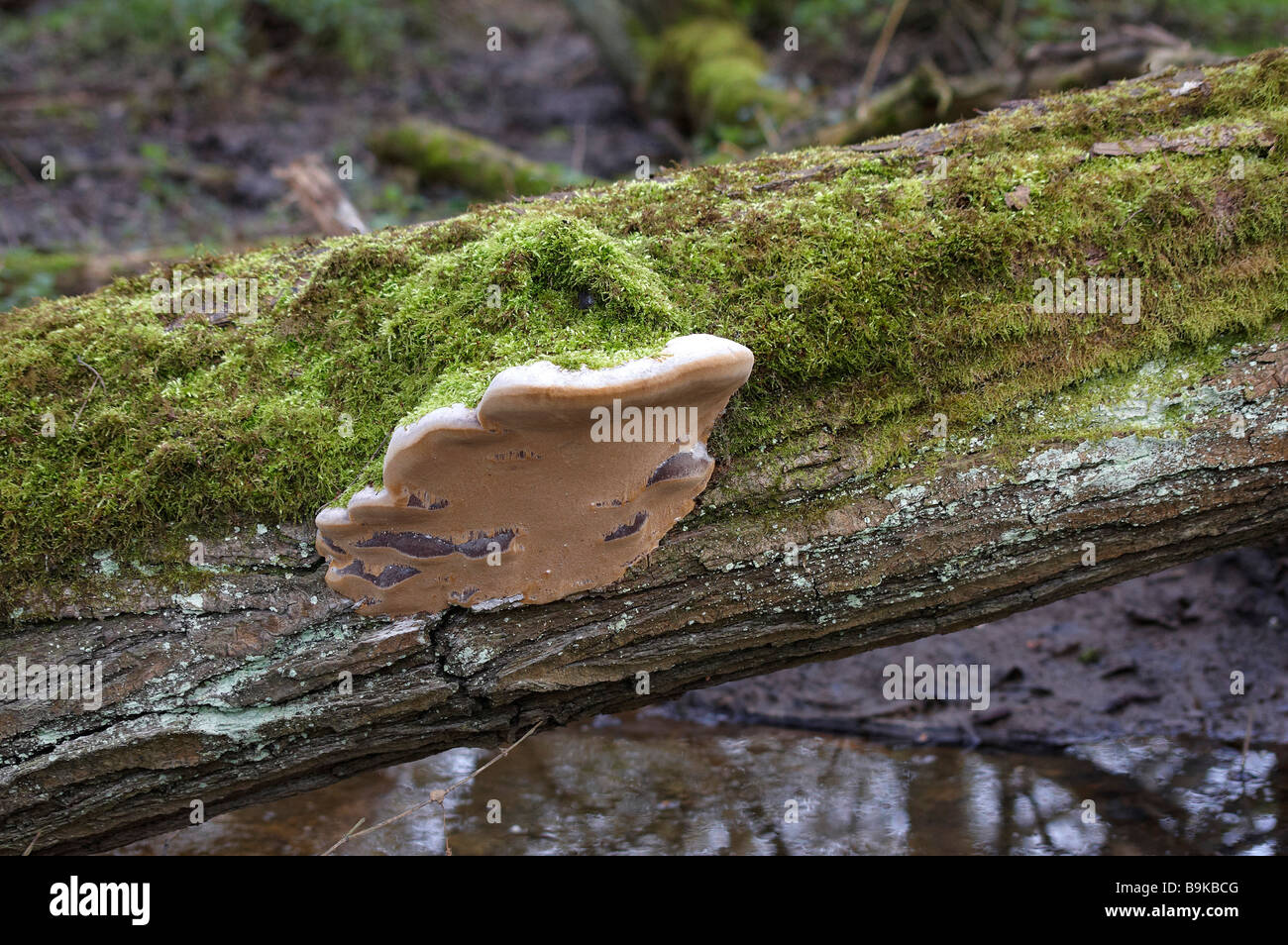 bracket fungus growing on dead tree Stock Photo - Alamy