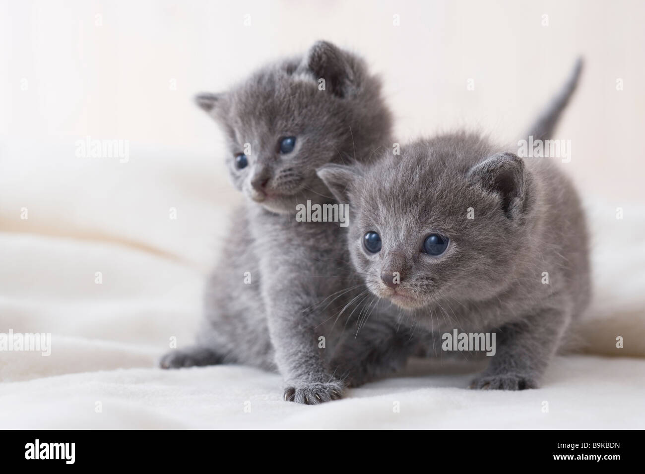 Chartreux Kitten High Resolution Stock Photography And Images Alamy