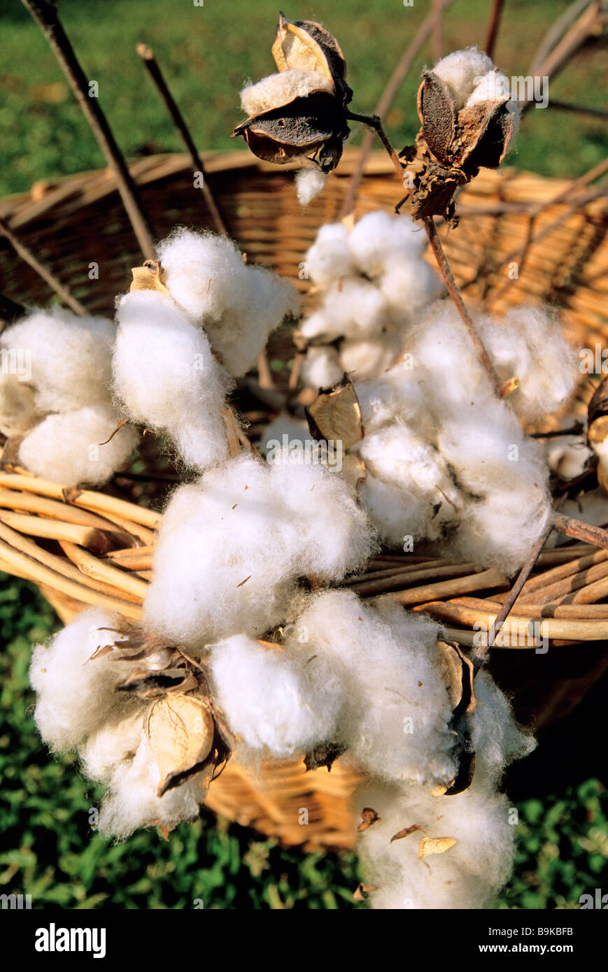United States, Louisiana, the Frogmore Plantation, cotton bolls Stock