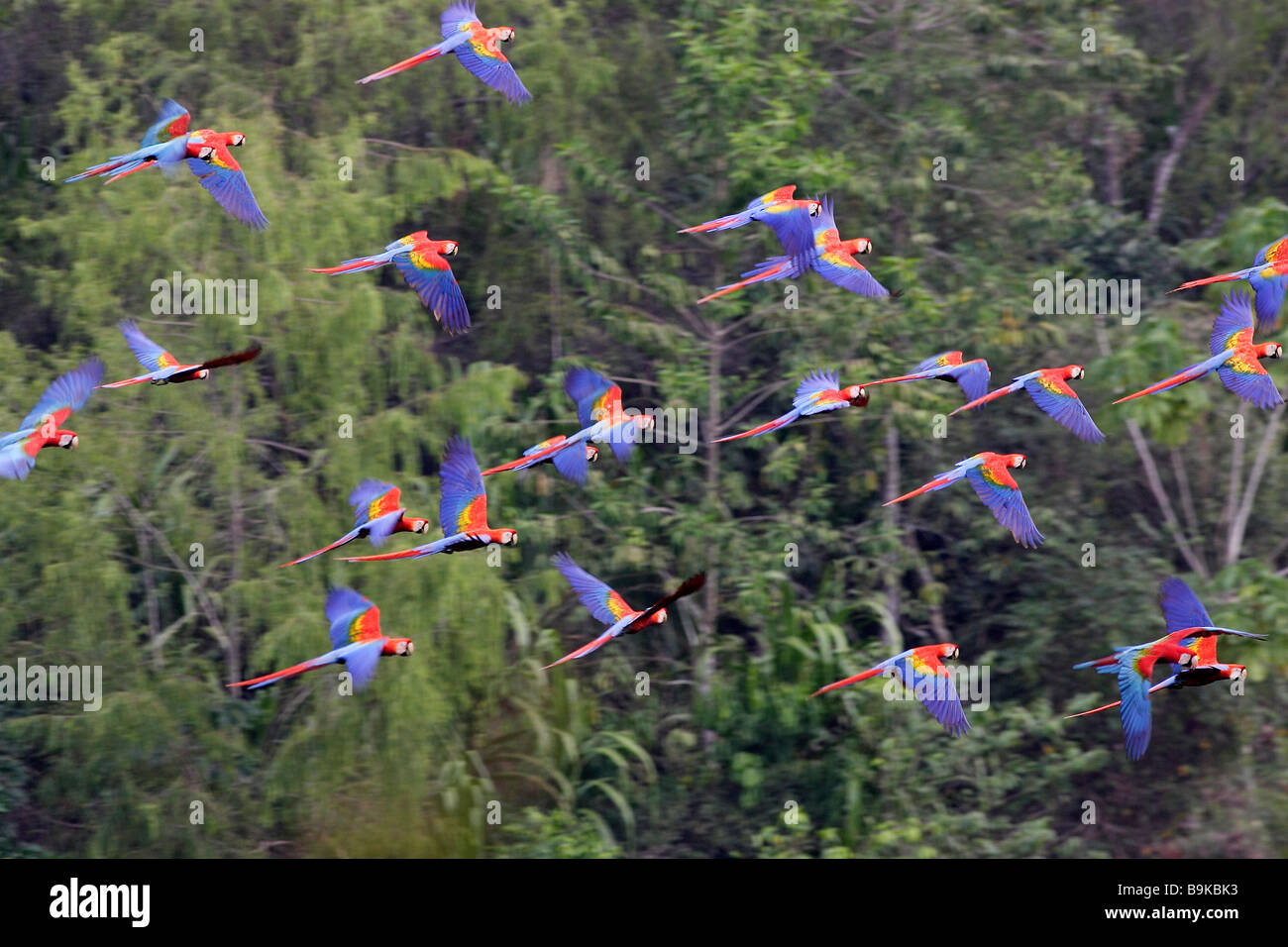 Scarlet Macaws (Ara macao), flock in flight in front of trees Stock Photo: 23168519 ...1300 x 956