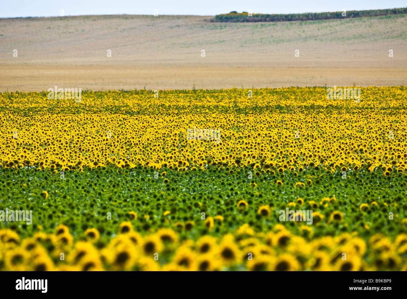 Field of sunflowers andalucia hi-res stock photography and images - Alamy