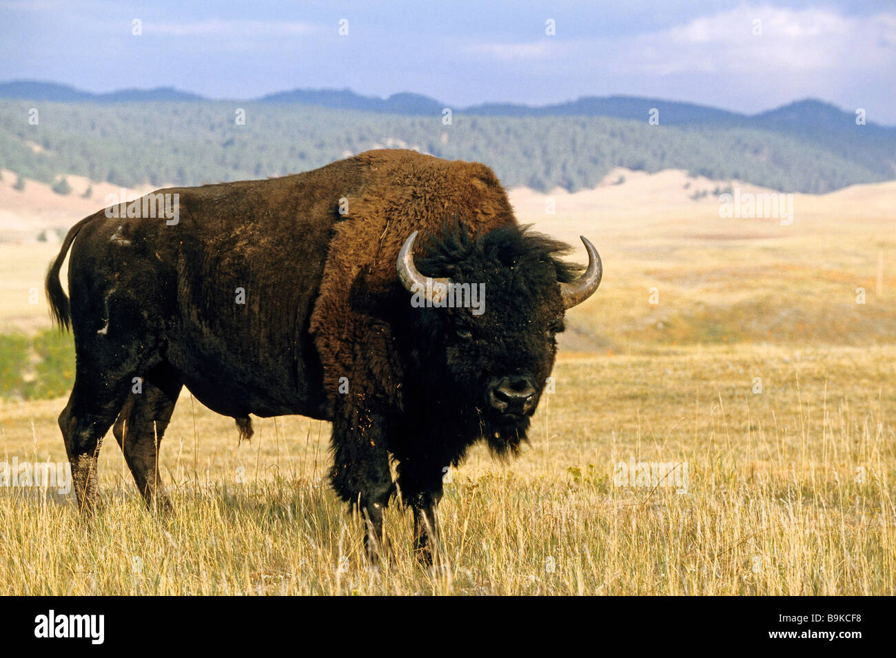 United States, South Dakota, Custer State Park, the largest buffalo