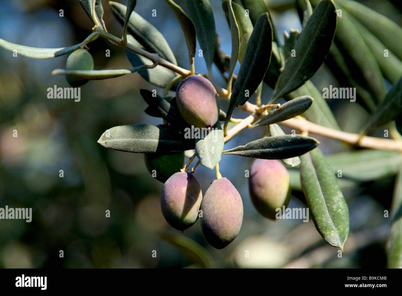 Close up of olive tree growing in Saint Catherine's Monastery in