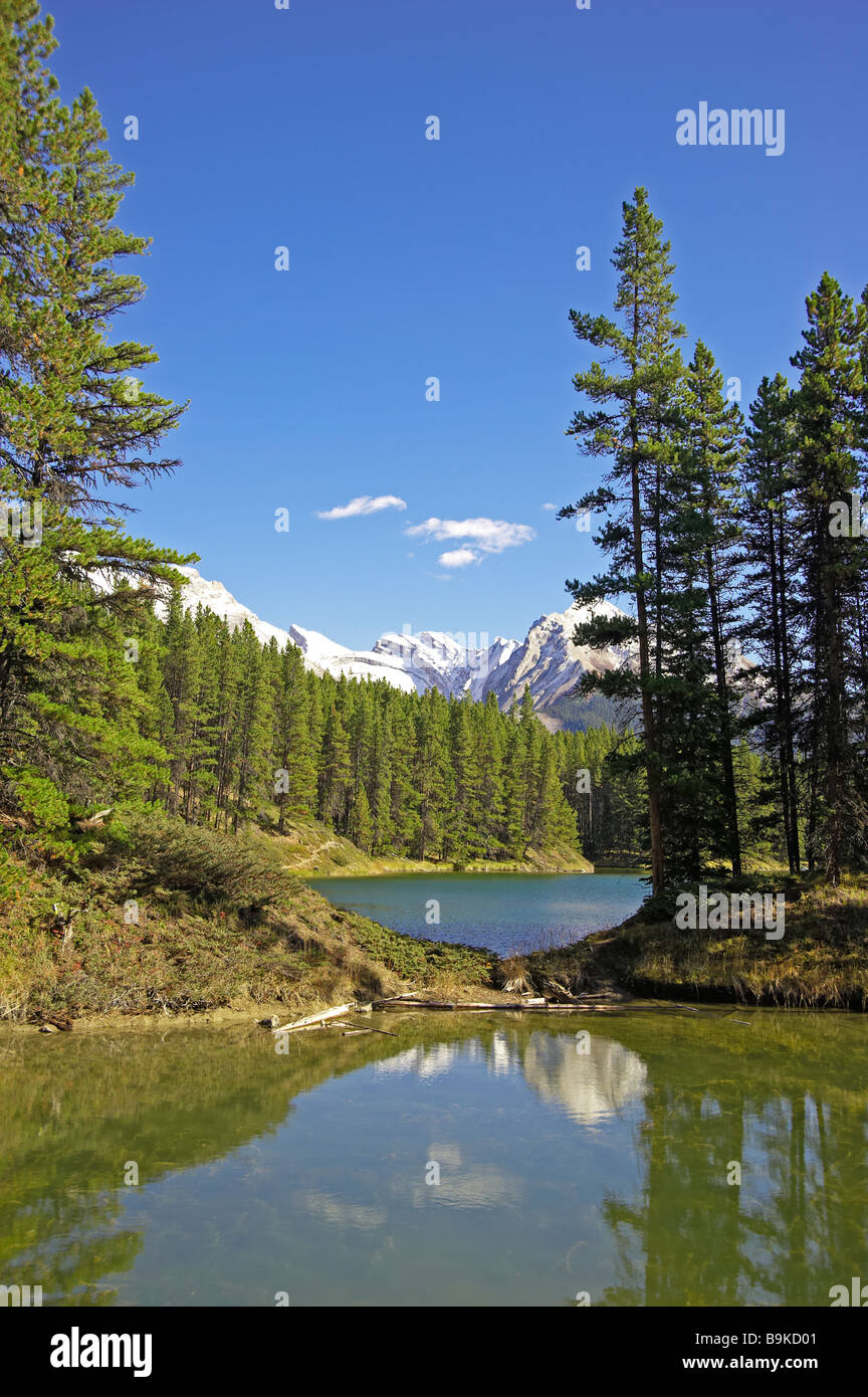 Canada, Alberta, Jasper National Park, Moose Lake Stock Photo Alamy