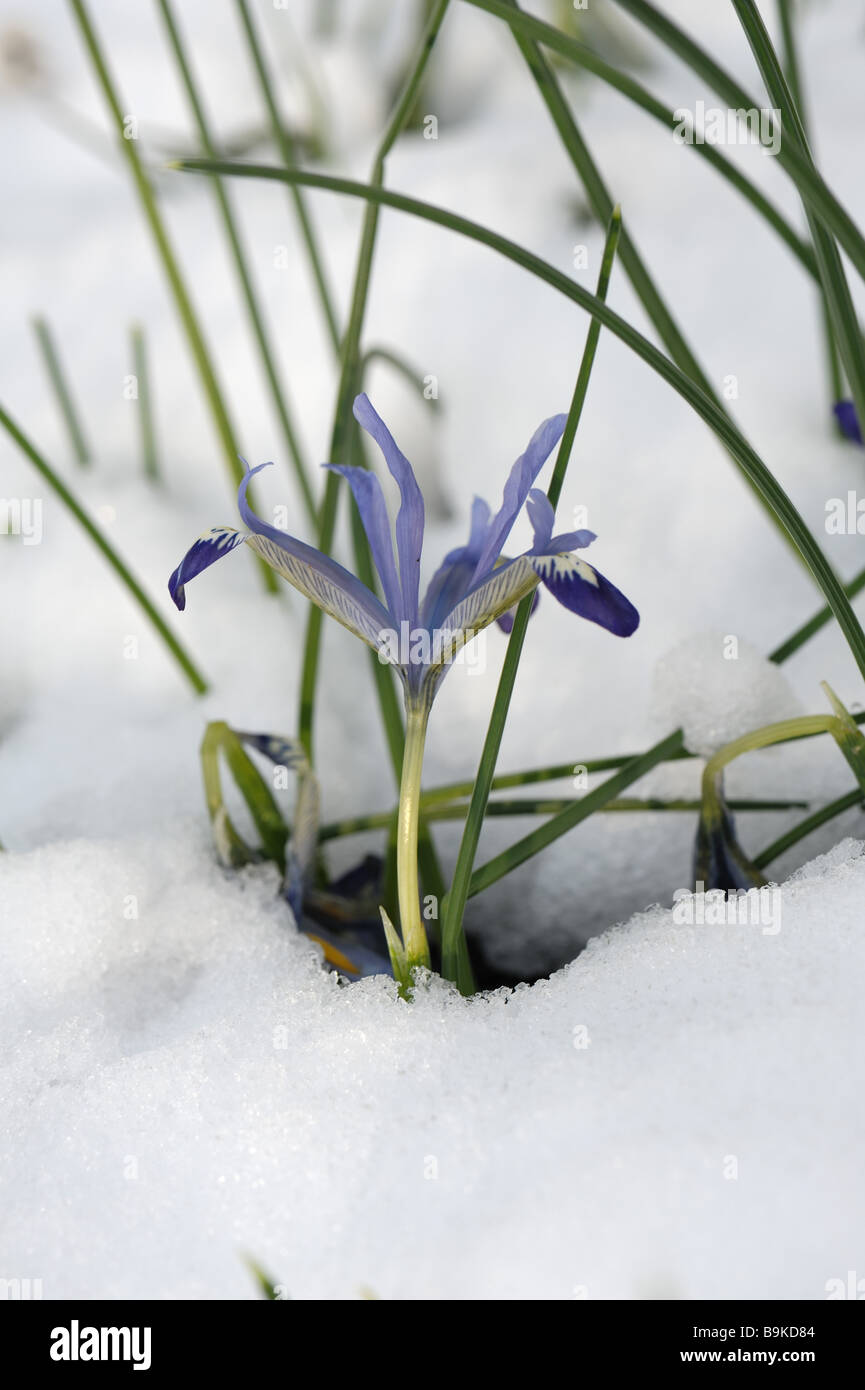 Early flowering dwarf iris Iris Edward through snow in an alpine garden bed Stock Photo