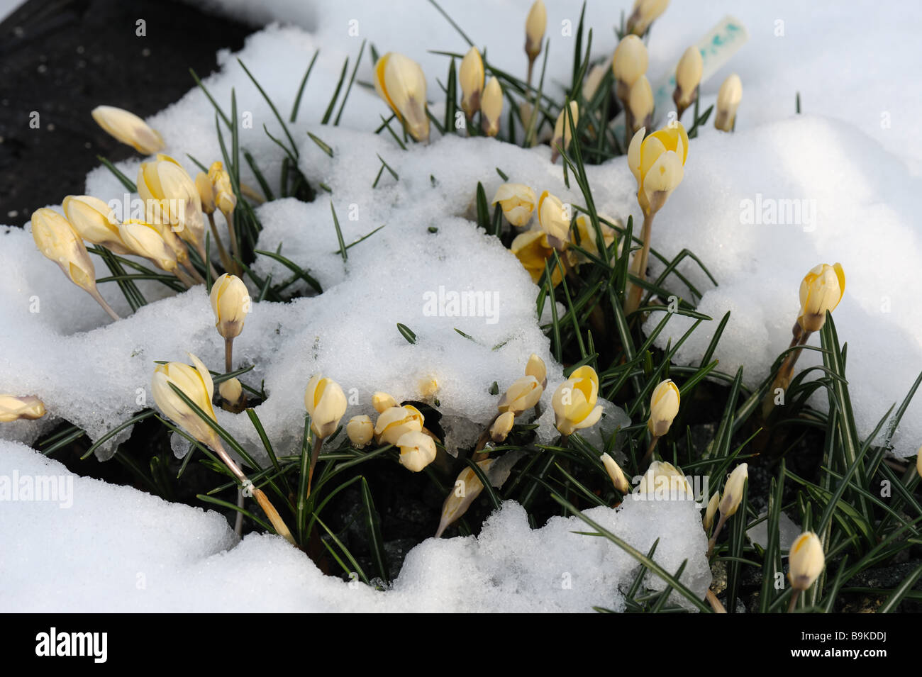 Crocus chrysanthus Ard Schenk flowers exposed through a cover of snow in a garden alpine flower bed Stock Photo