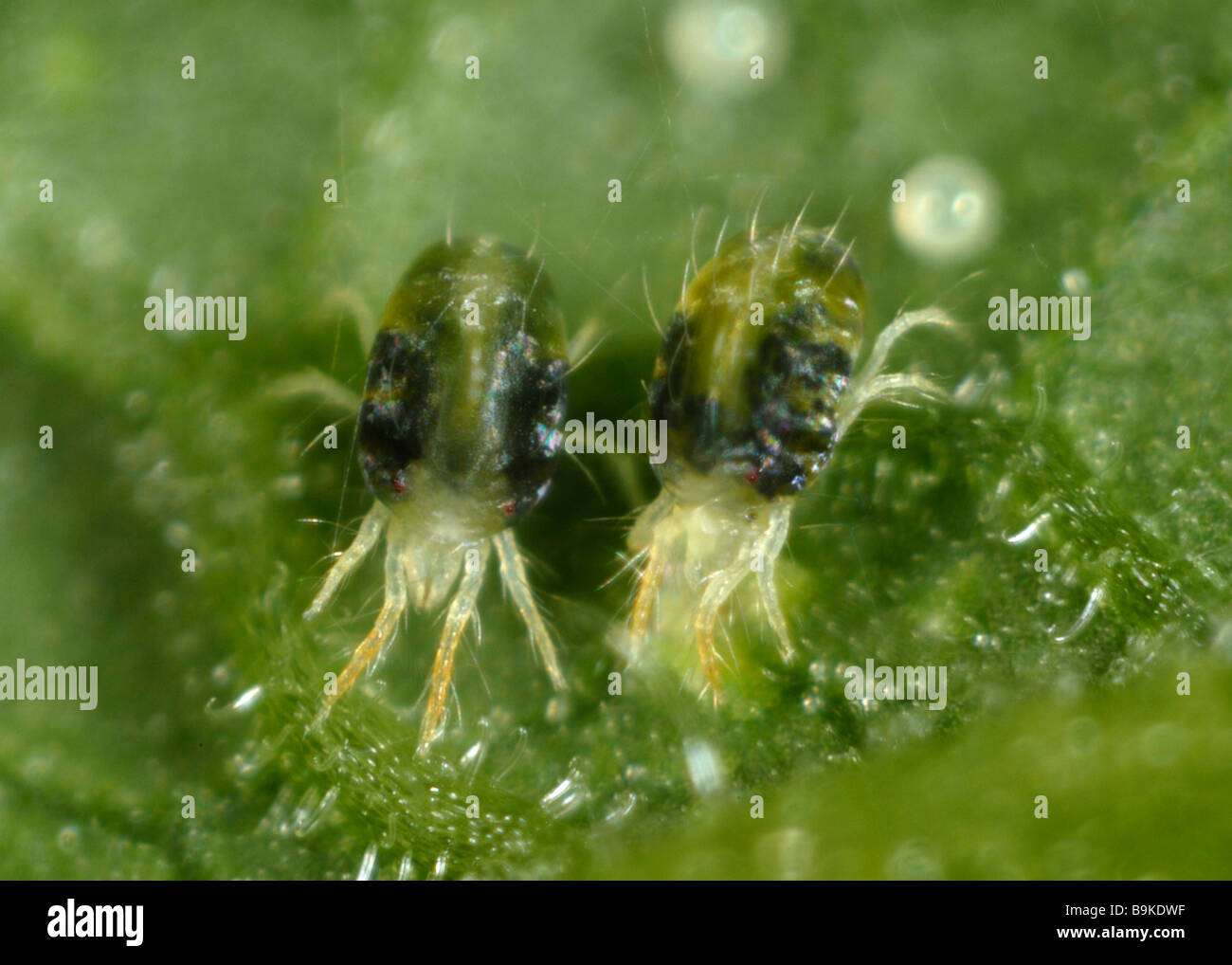 Two spotted spider mite Tetranychus urticae adult female egg on a plant ...