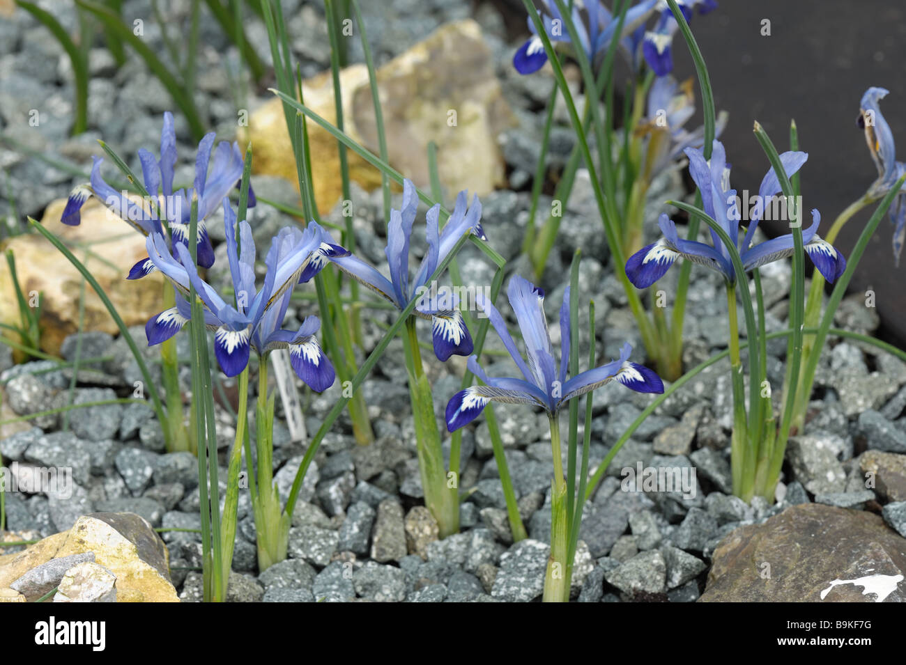 Early flowering dwarf iris Iris Edward in an alpine garden bed Stock Photo