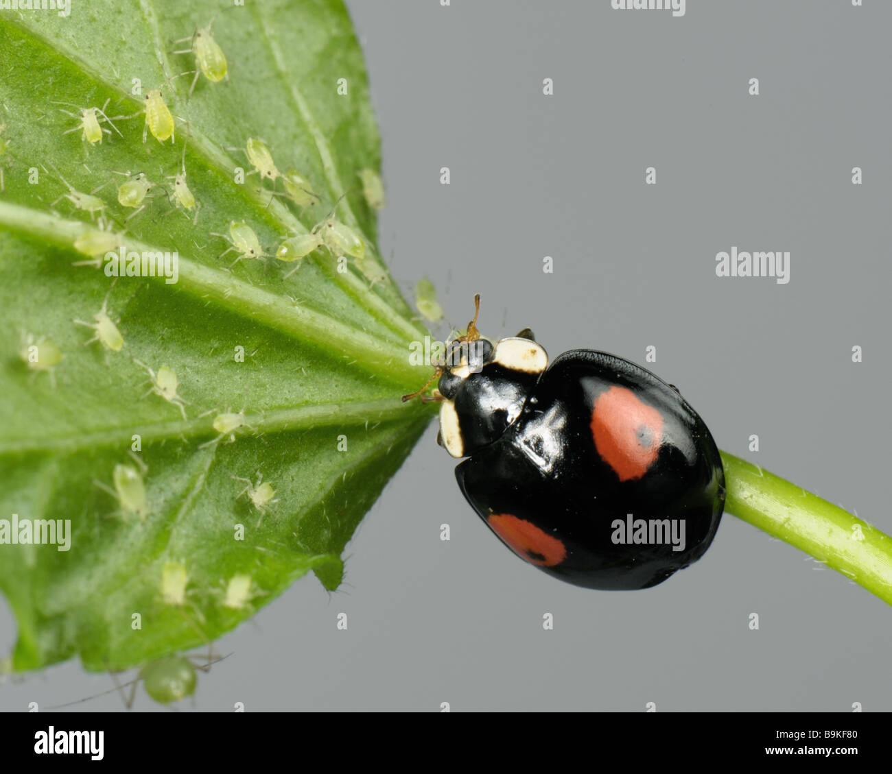 Harlequin ladybird Harmonia axyridis black colour variation with two red sots feeding on aphids Stock Photo