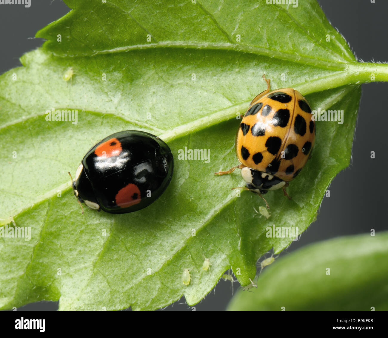 Harlequin ladybird Harmonia axyridis two colour variations on a leaf with aphids Stock Photo