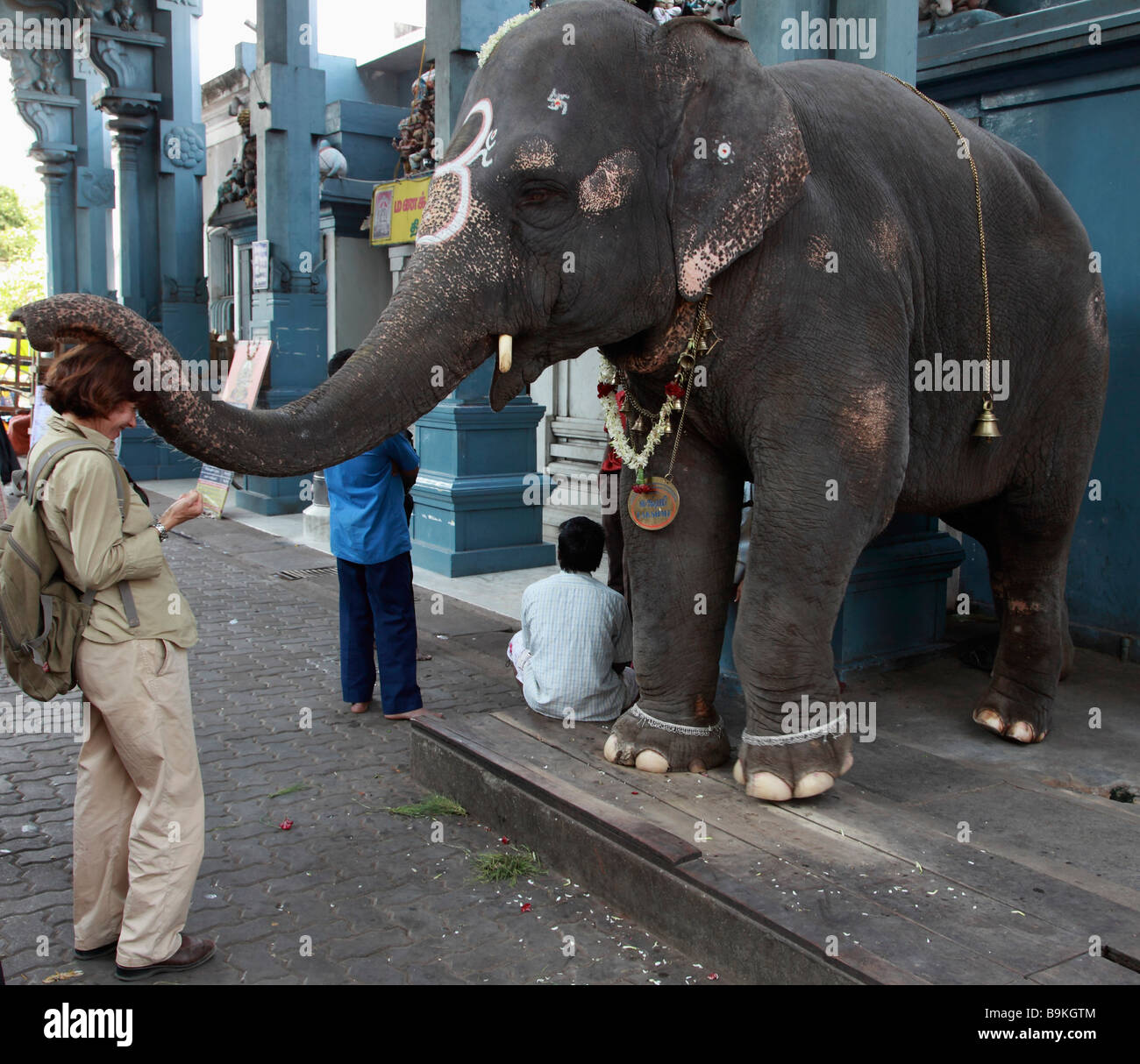 India Puducherry Pondicherry temple elephant blessing western tourist Stock Photo