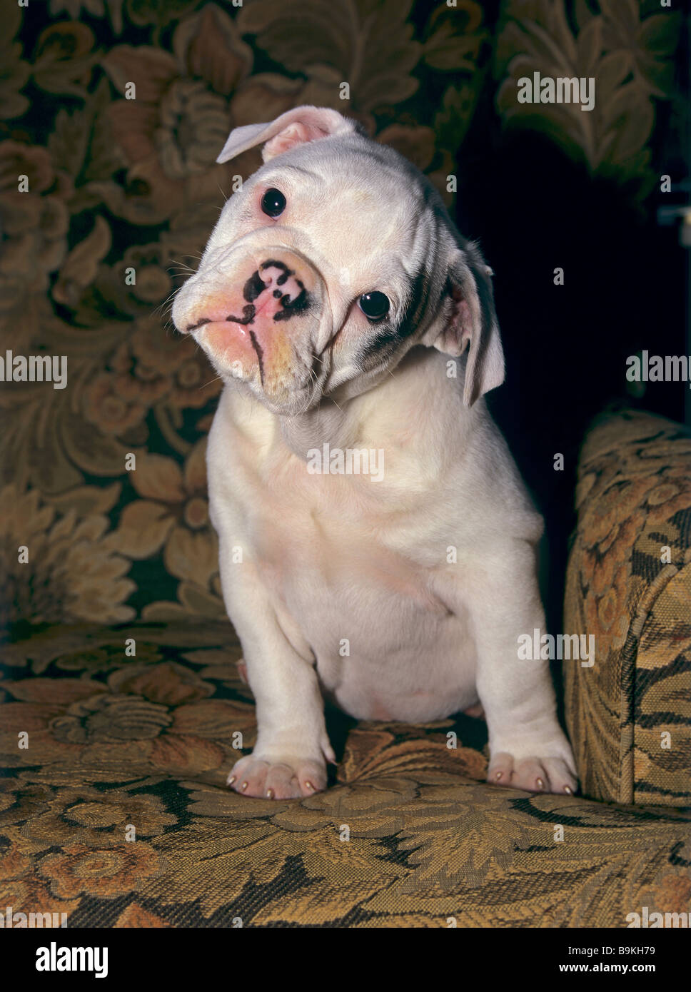 English Bulldog puppy sitting on sofa Stock Photo Alamy