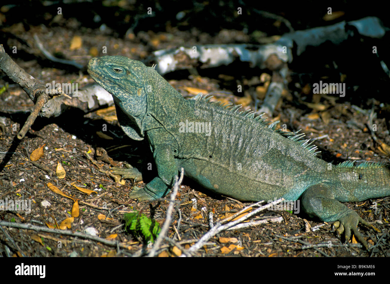 Rock iguana full length portrait endangered species on Little Water Cay nature reserve Turks and Caicos Islands TCI  tourism Stock Photo