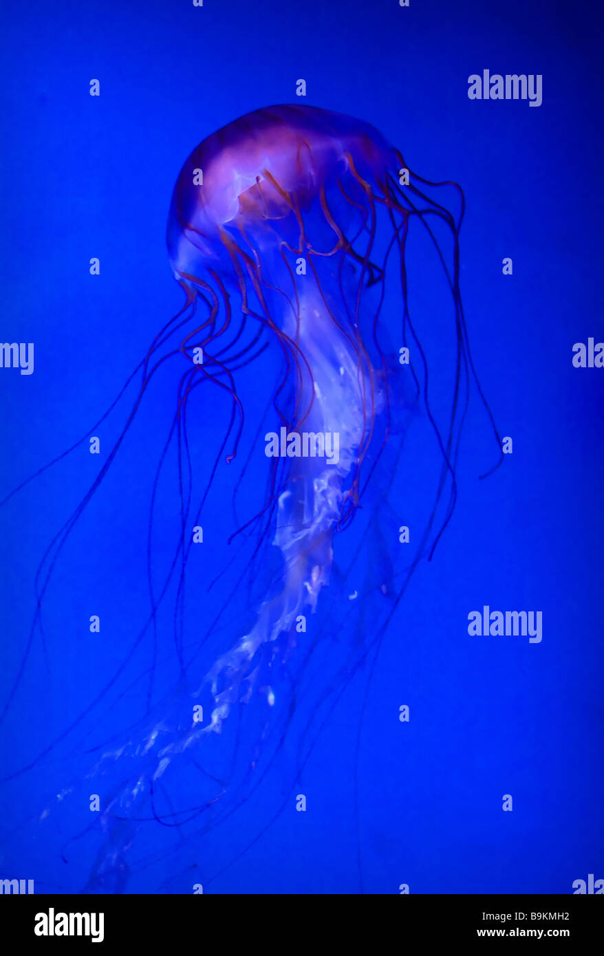 fine image of blue jellyfish ocean life background Stock Photo