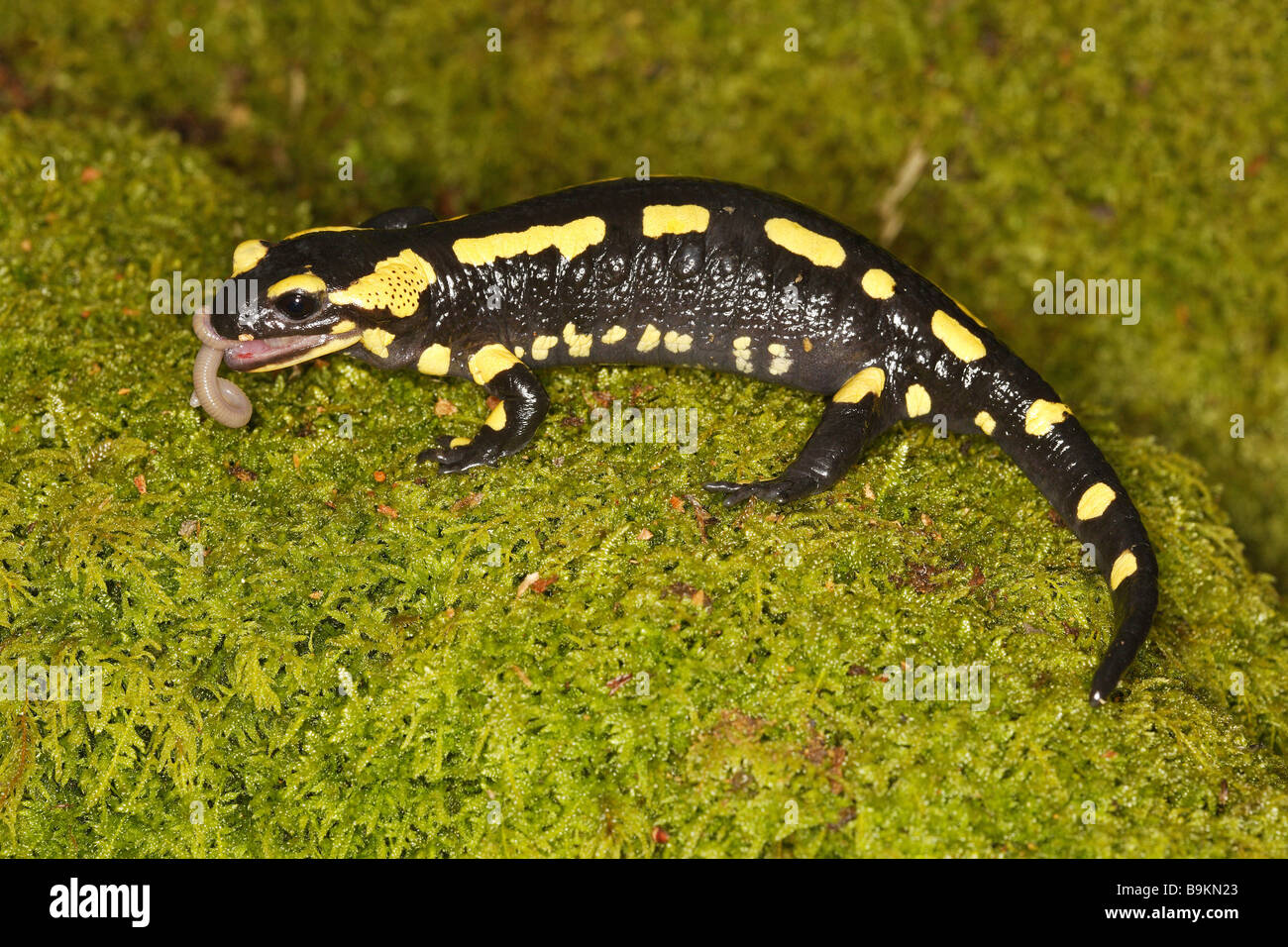 Urodela hi-res stock photography and images - Alamy