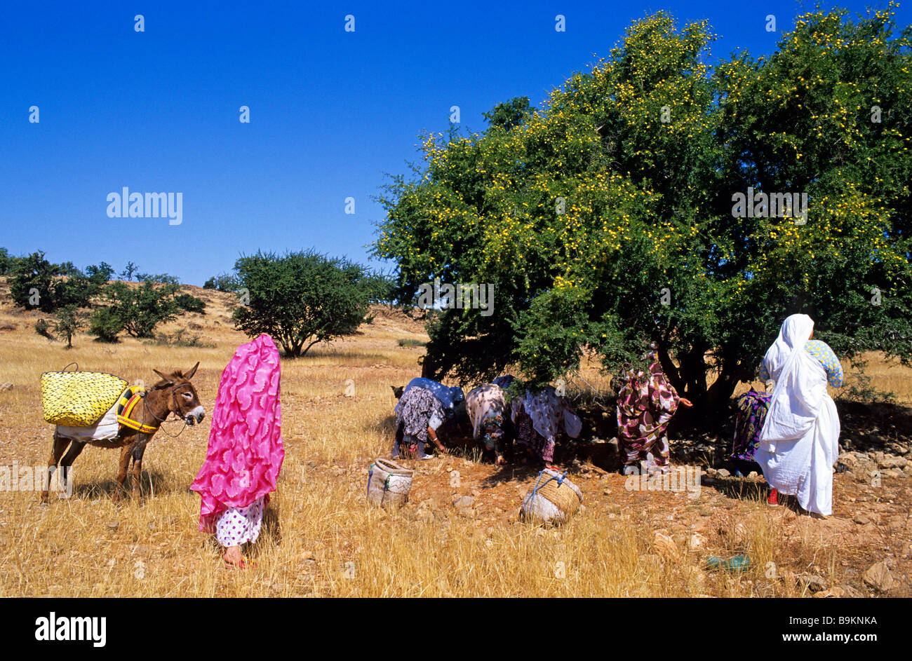 Morocco, Ait Baha, argan gathering at Ait Baha Stock Photo Alamy