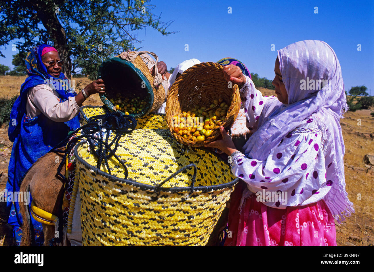 Morocco, Ait Baha, argan gathering at Ait Baha Stock Photo Alamy